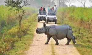 Kaziranga National Park