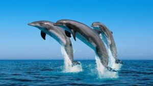 Dolphin watching