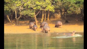 Nandankanan Zoo