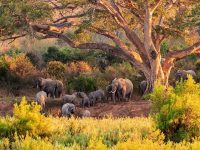 Herd-of-Elephant-at-Kruger-National-Park-South-Africa_223304221 Kruger