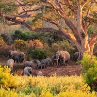 Herd-of-Elephant-at-Kruger-National-Park-South-Africa_223304221 Kruger