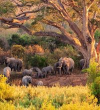 Herd-of-Elephant-at-Kruger-National-Park-South-Africa_223304221 Kruger