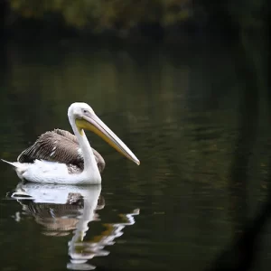 beautiful-pelican-bird-dark-lake_475641-1429 beautiful-pelican-bird-dark-lake_475641-1429